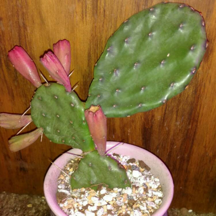 plant image 282902