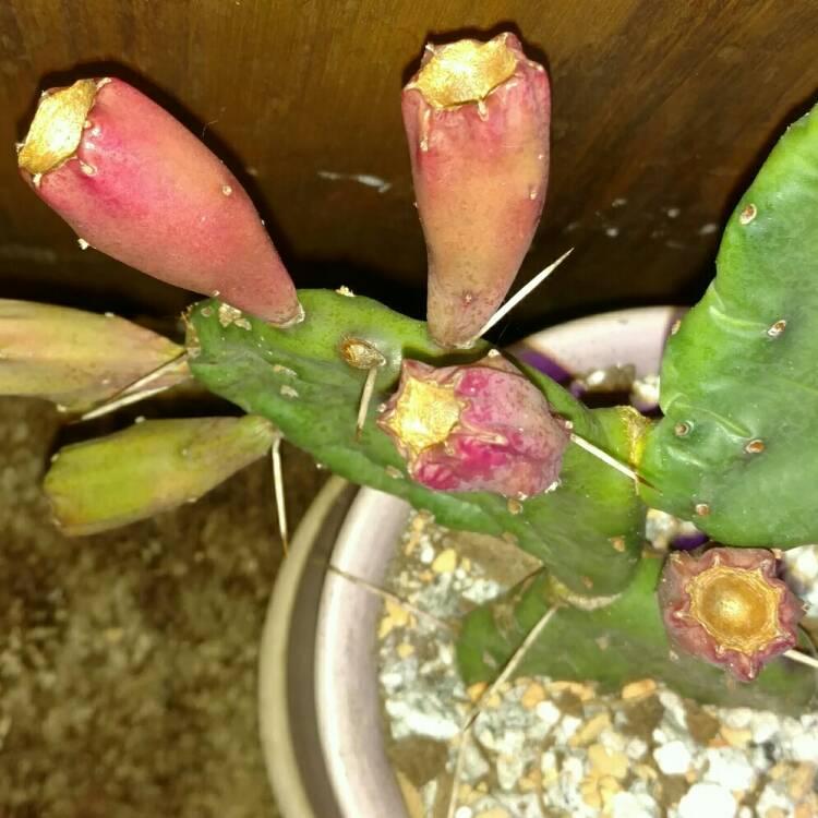 plant image 282903