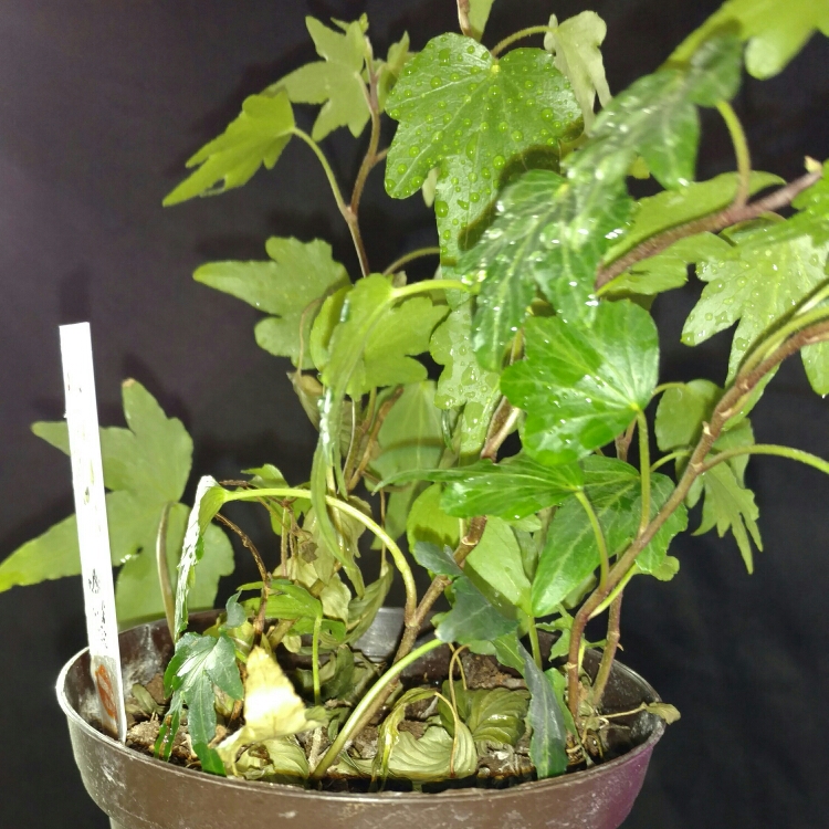 plant image 283252 plant image 283252