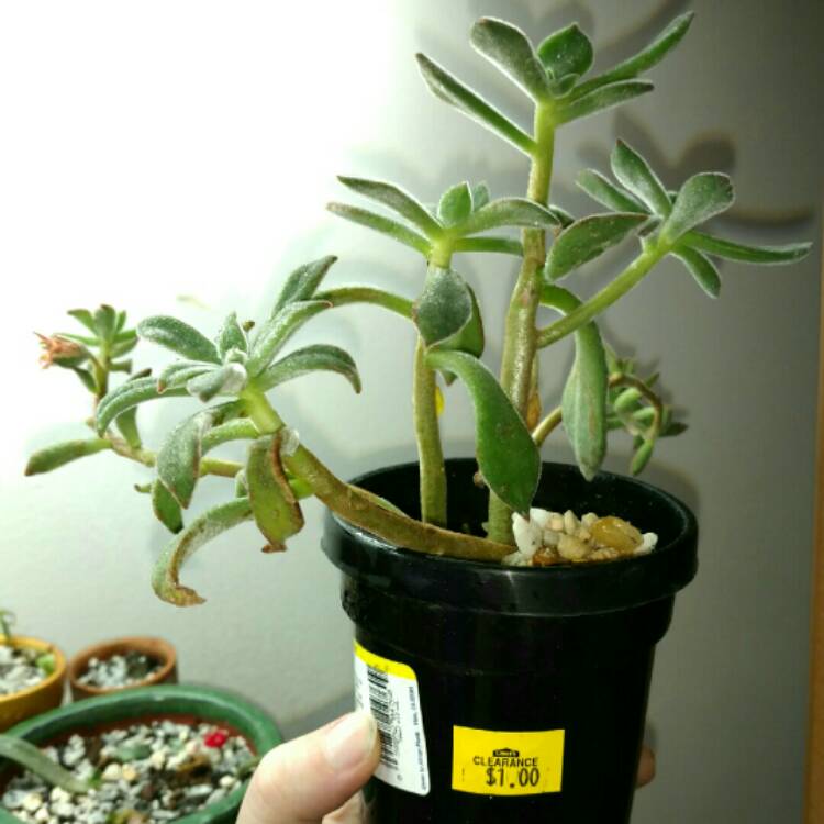 plant image 283320 plant image 283320
