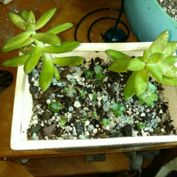plant image 283346 plant image 283346