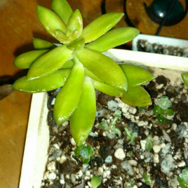 plant image 283347 plant image 283347