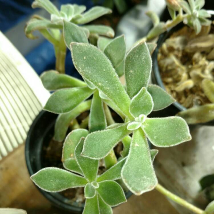 plant image 284063 plant image 284063