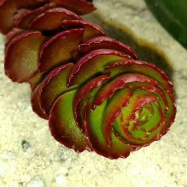 Sedum Spurium Schorbusers Blut
