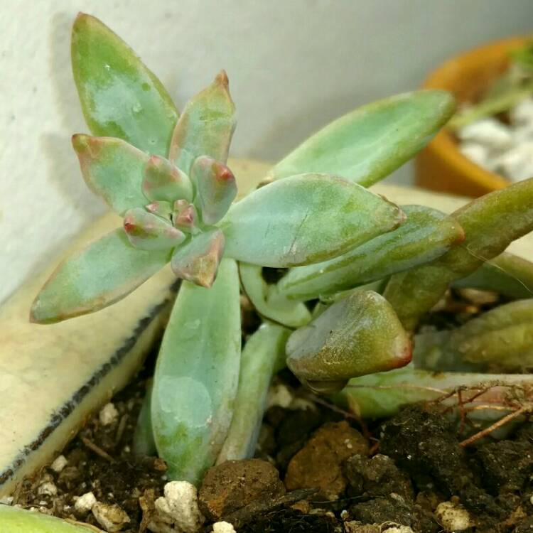plant image 285001