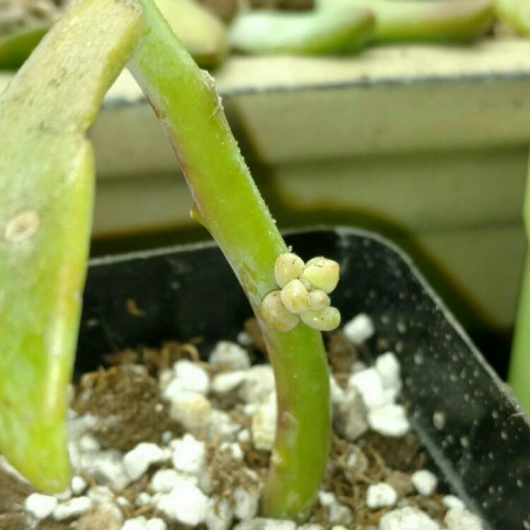 plant image 285002