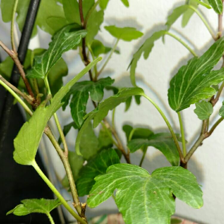 plant image 286658 plant image 286658
