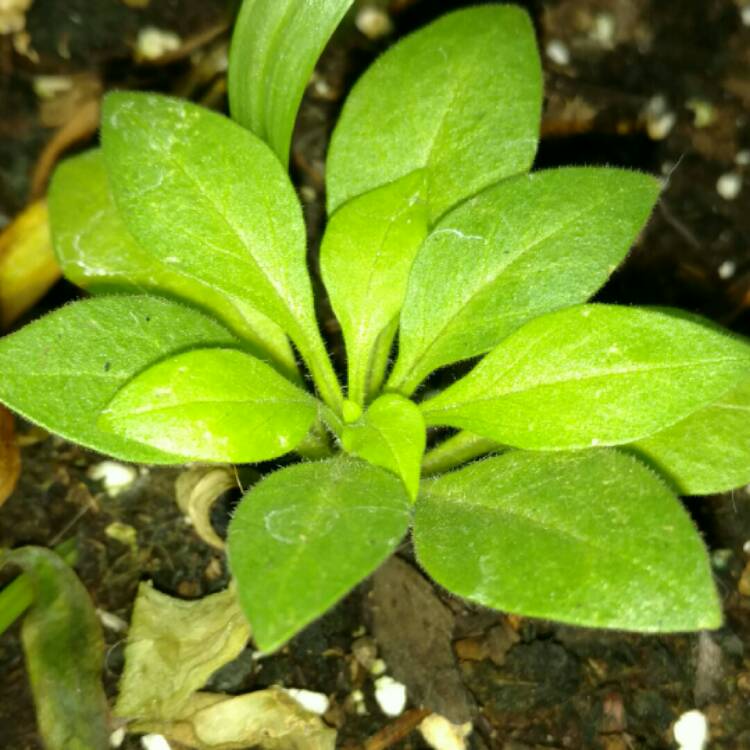 plant image 291487 plant image 291487