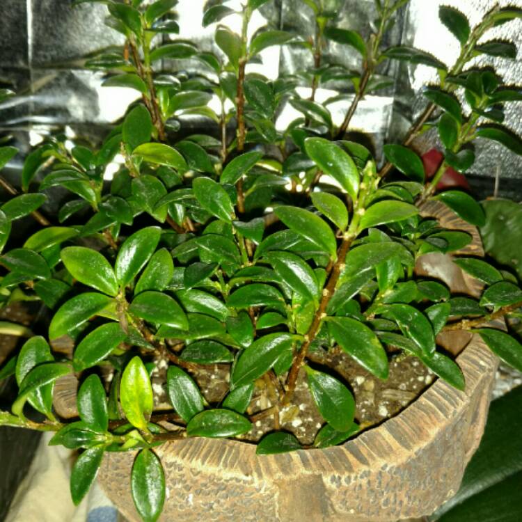plant image 291764 plant image 291764