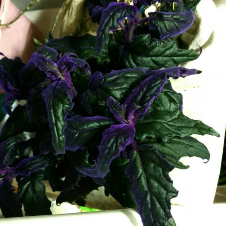 plant image 295868