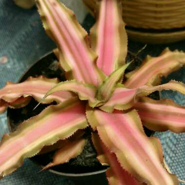 Cryptanthus Bivittatus