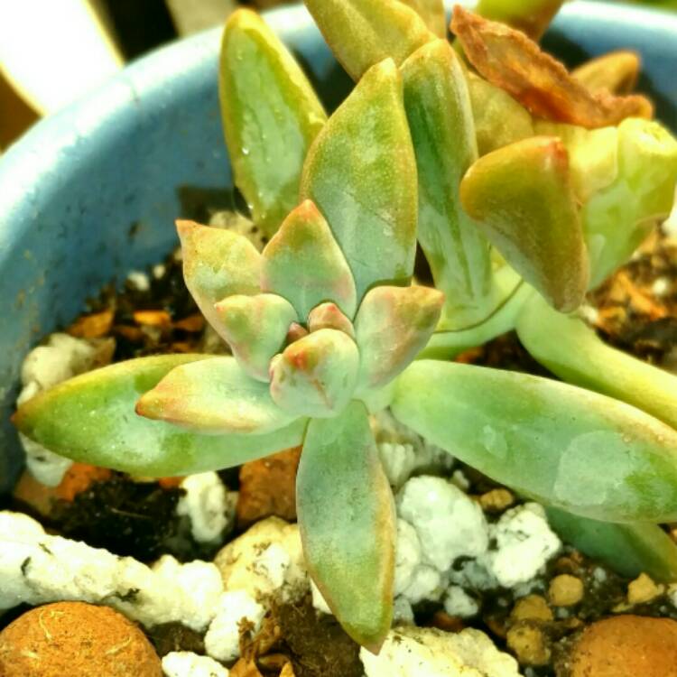 plant image 299898