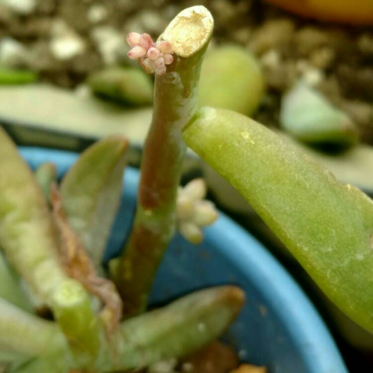 plant image 299904