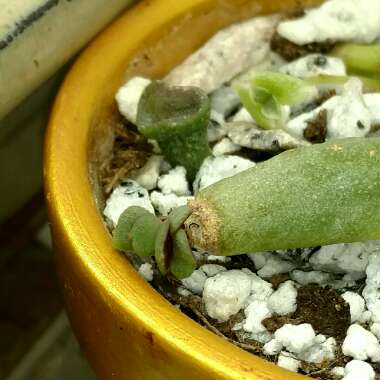 Crassula ovata 'Gollum'