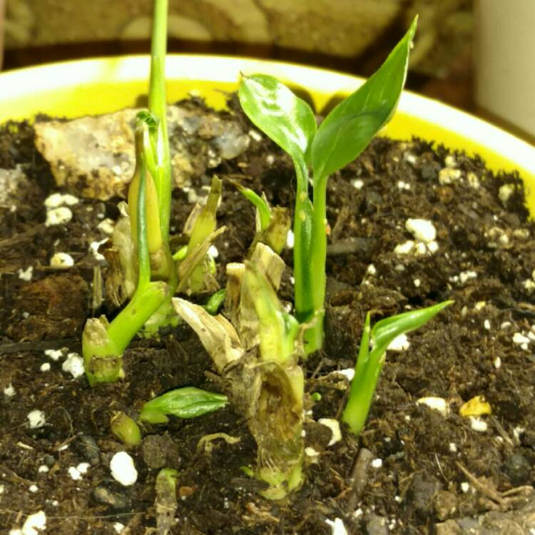 plant image 311439 plant image 311439