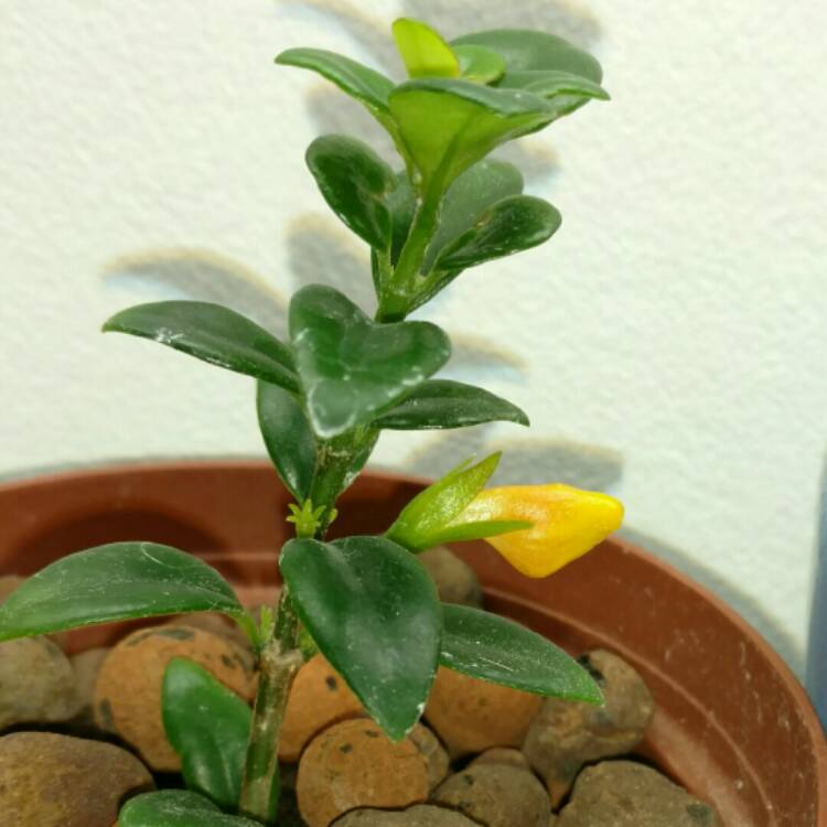 plant image 311444 plant image 311444