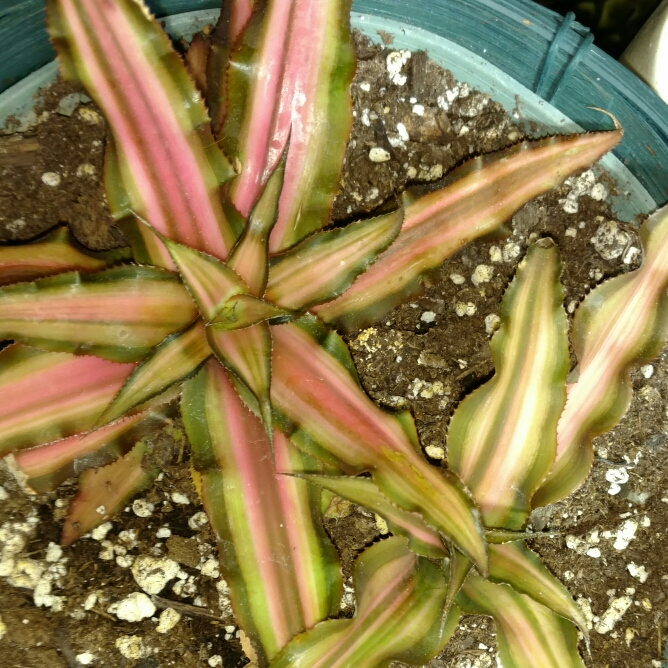 Plant image Cryptanthus Bivittatus