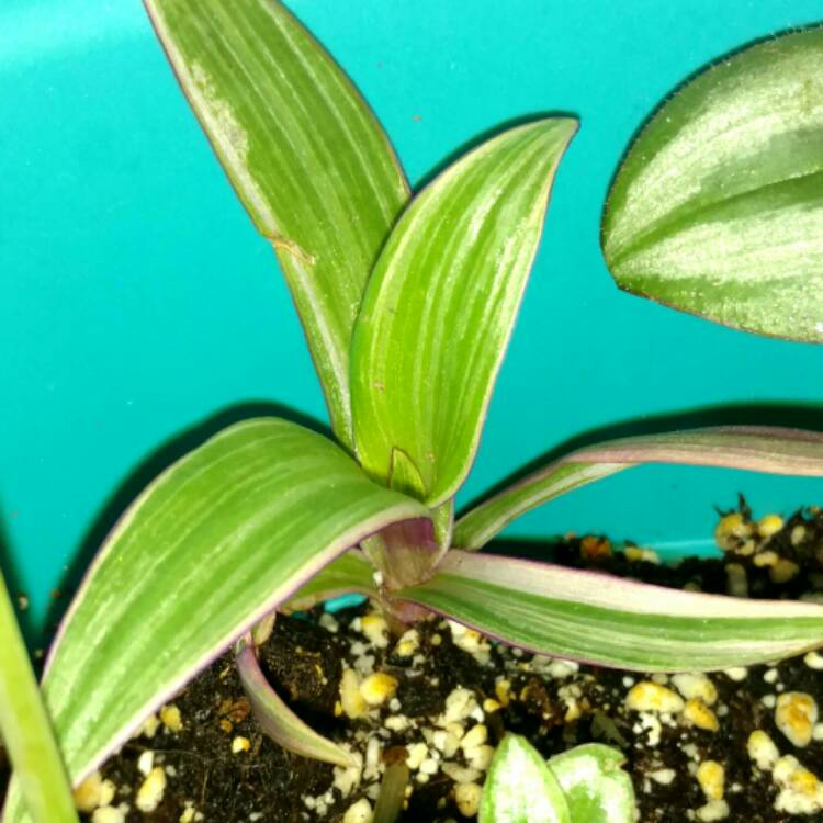 plant image 317292