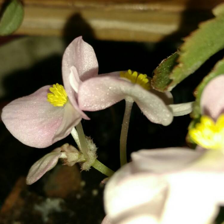 plant image 317293