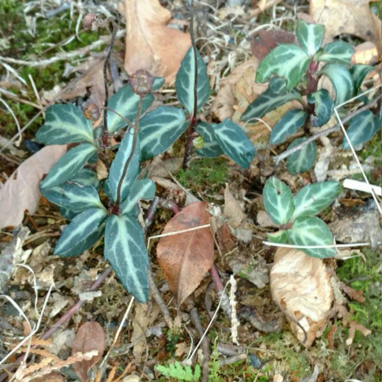 plant image 327954 plant image 327954