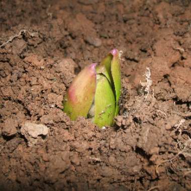 Hyacinthus orientalis 'Pink Pearl'
