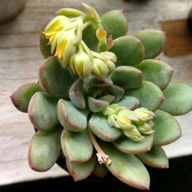 x Pachyveria Claire