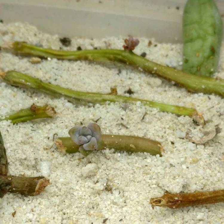 plant image 347784
