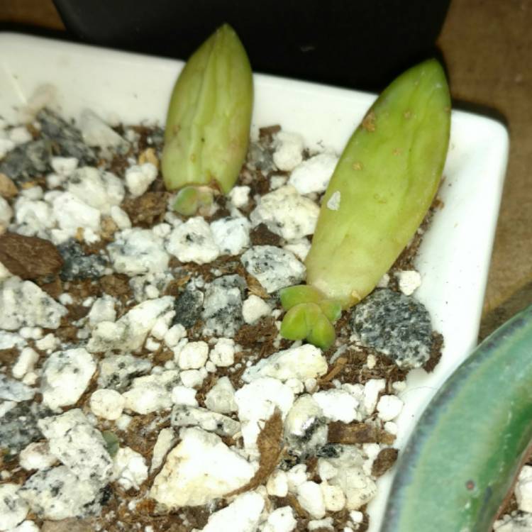 plant image 347788 plant image 347788