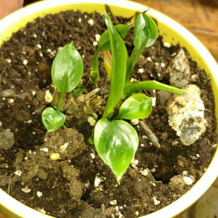 plant image 351580 plant image 351580