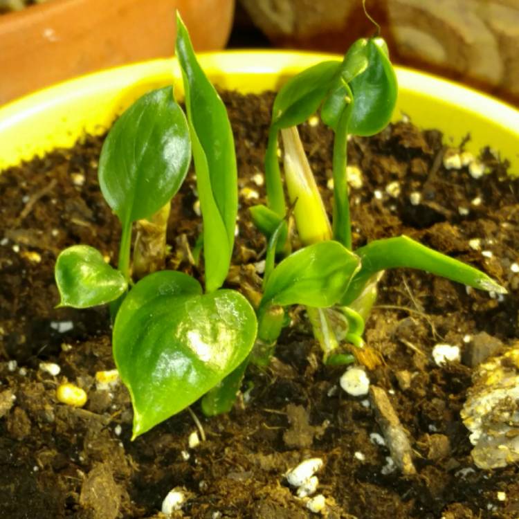 plant image 351581 plant image 351581