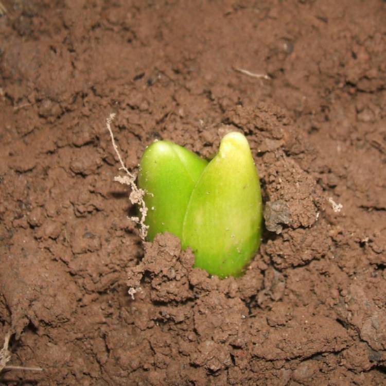 plant image 353397 plant image 353397