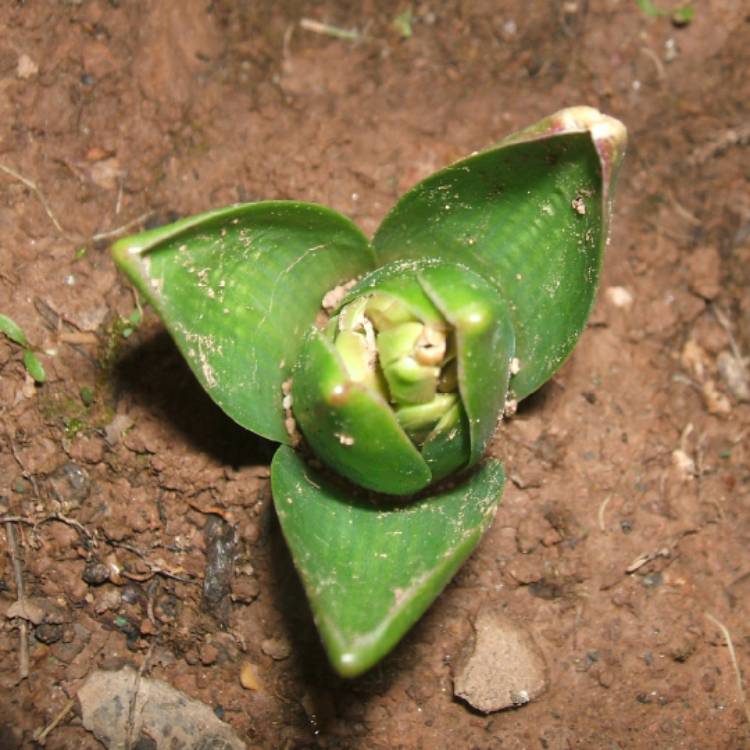 plant image 355986 plant image 355986