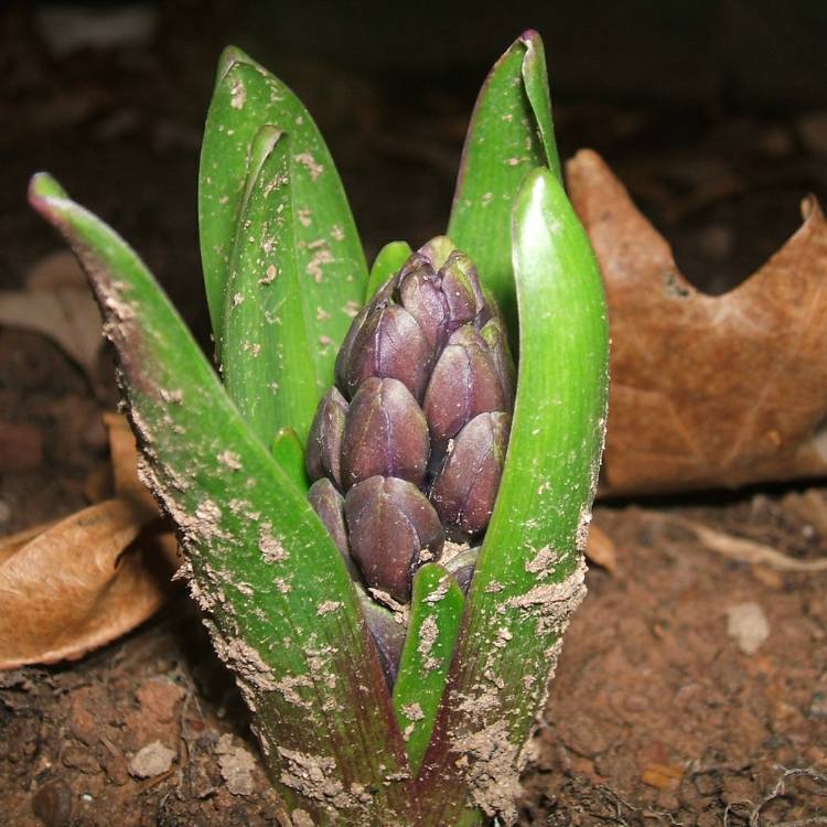 plant image 358779 plant image 358779