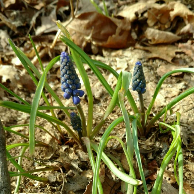 plant image 359049 plant image 359049
