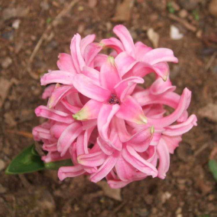 plant image 368727 plant image 368727
