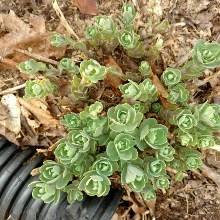 plant image 371972
