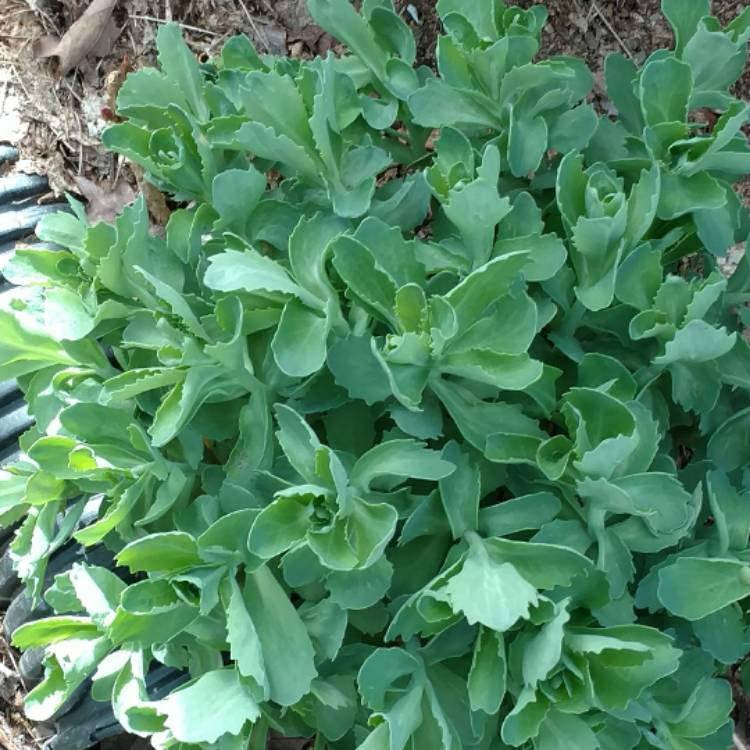 plant image 376484