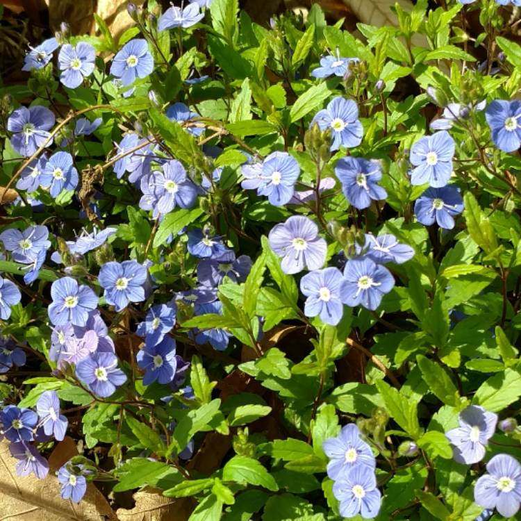 Plant image Veronica peduncularis 'Georgia Blue' syn. Veronica umbrosa 'Georgia Blue', Veronica peduncularis 'Oxford Blue'