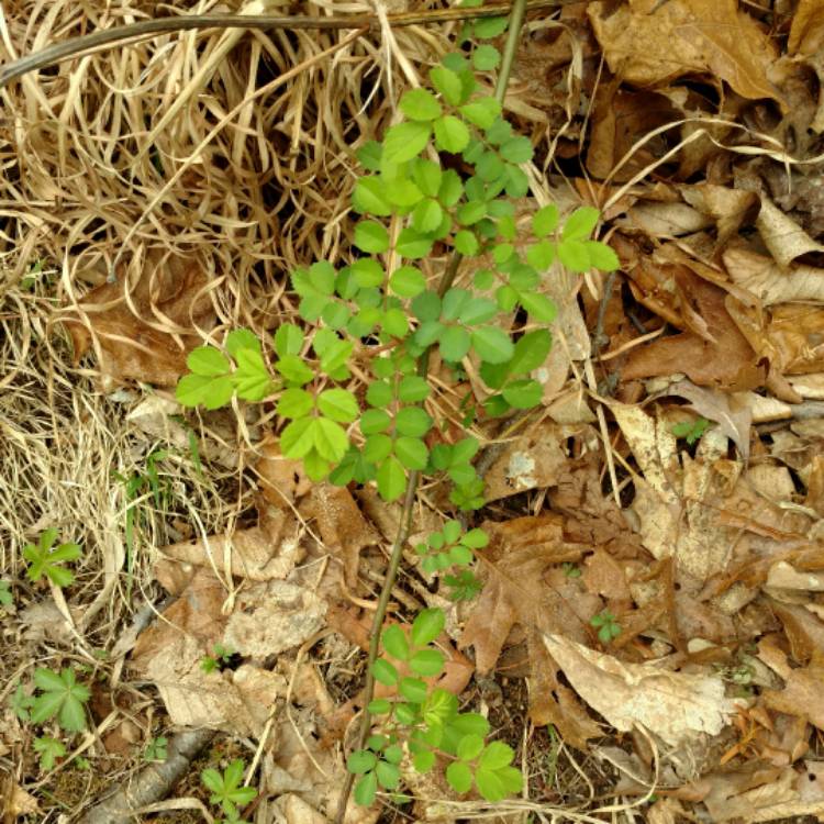 plant image 381167