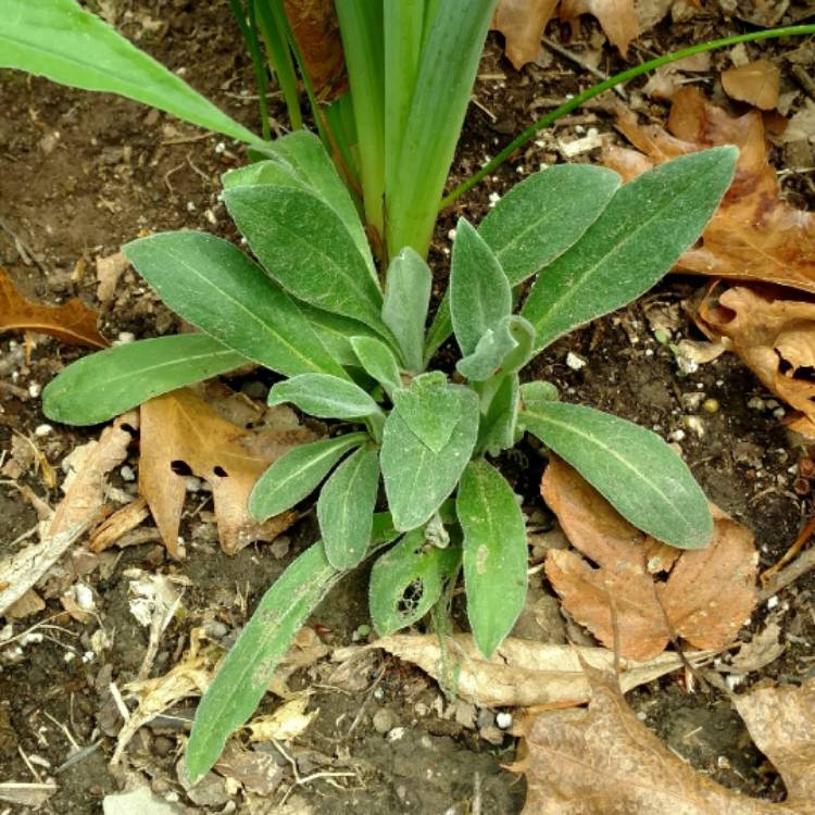 plant image 381189 plant image 381189