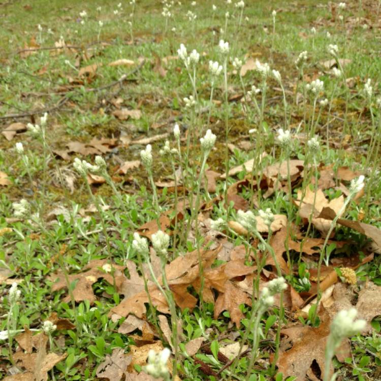Plant image Antennaria
