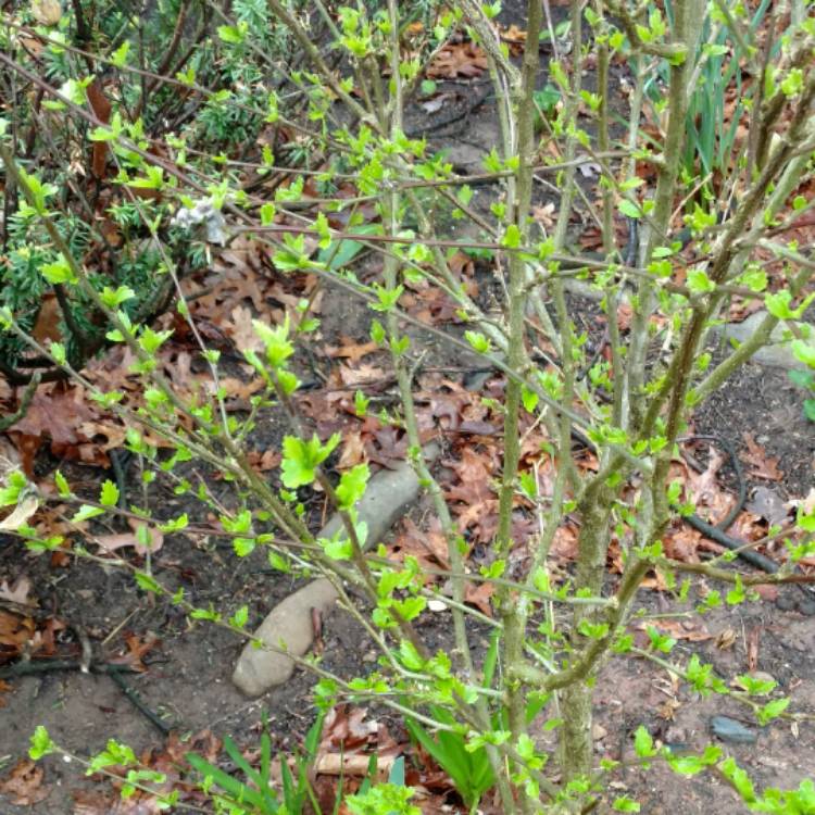 plant image 381478 plant image 381478