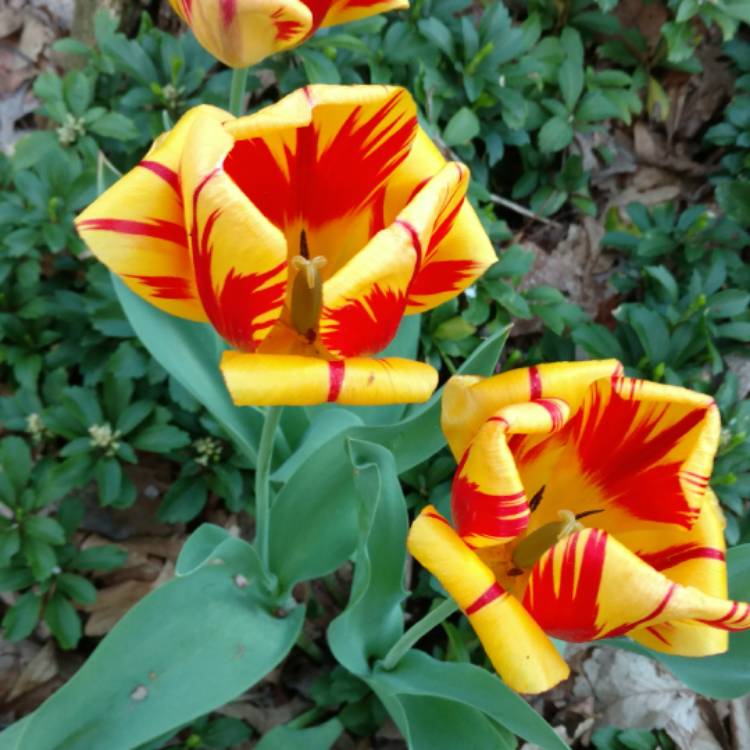 plant image 384213 plant image 384213