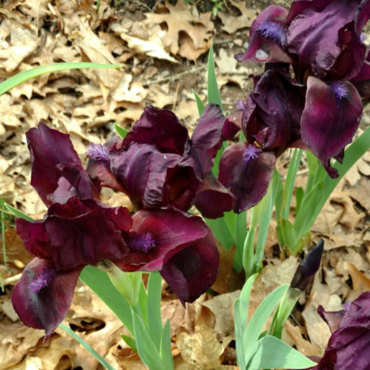 Plant image Iris x germanica 'Night Owl'