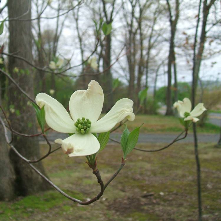 plant image 390785 plant image 390785