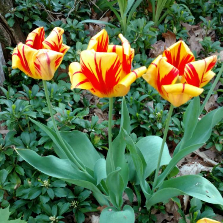 plant image 396355 plant image 396355