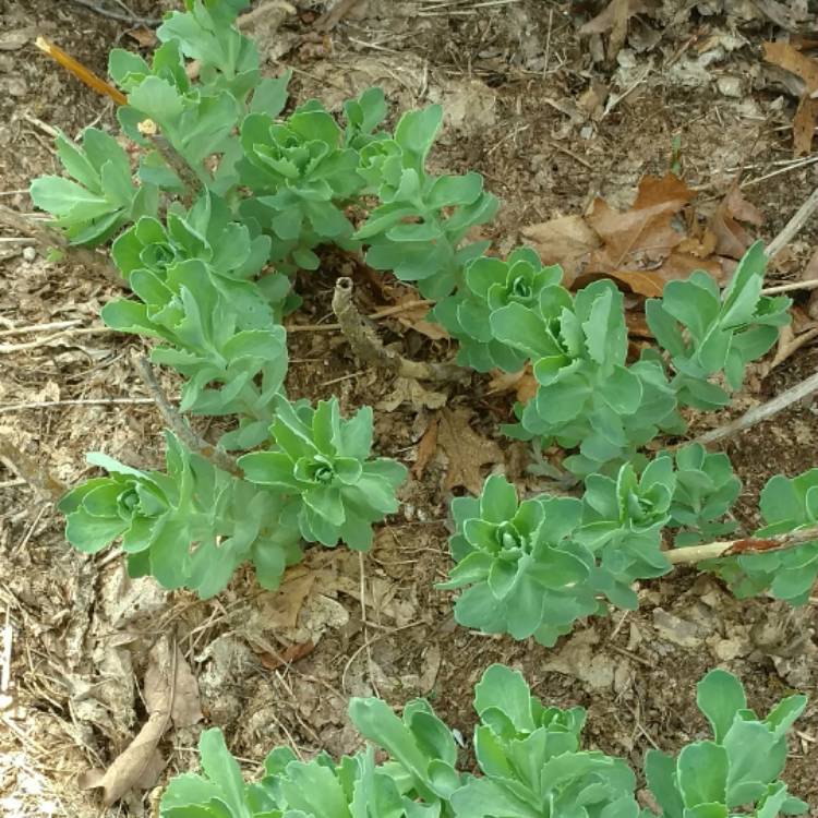 plant image 401905