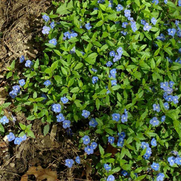 Plant image Veronica peduncularis 'Georgia Blue' syn. Veronica umbrosa 'Georgia Blue', Veronica peduncularis 'Oxford Blue'