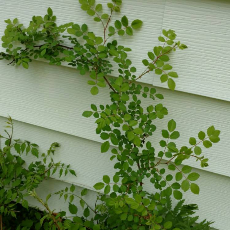 plant image 403729