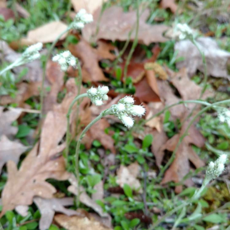 plant image 404875